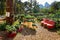 Small strawberry farm. Strawberry bushes with berries are in rows in pots.