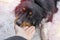 A small stray dog licks a human hand