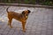 A Small Stray Dog Stands On A Stone Sidewalk And Looks Directly Into The Camera