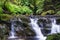 Small stream in the ancient laurel woods