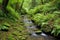 a small stream crossing a lush green trail