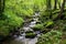 a small stream crossing a lush green trail