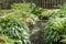 A small stream with ferns and Hostas and Moss in the Japanese garden in park Clingendael, the Hague