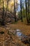 A small stream flowing through a crevice in the forest past rocks and fallen rotten tree trunks. Autumn landscape in a wild remote