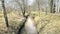 Small stream flowing through tree colonnade. Brook in natural parkland alley