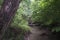 Small stream in a forest in heavy rain