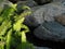 Small Stream With Large Boulders And Fern Frond