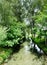 Small stream meandering through an idyllic alley of tall trees