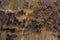 Small stream in morning forest with swamp. Drone landscape of european forest from above. Central Russia, the pattern of the