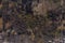 Small stream in morning forest with swamp. Drone landscape of european forest from above. Central Russia, the pattern of the