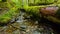 Small stream in rainforest