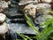 Small Stream With Slate And Rocks And Fern Frond