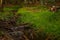 Small stream in woods, bright sunlit moss and trees