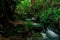 Small streams flow through abundant tropical forests in forest of Thailand,Phang Nga,Koh Yao Yai