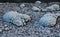 A small stretch of stone walls covered with frost in Fornovolasco.