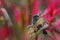 Small Stripe-tailed Hummingbird sitting on the flower with red background