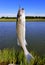 A small striped bass hanging on a fishing line and a hook