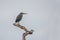 A small striped heron sits on a long dry branch