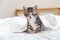 Small striped kitten sitting on bed white light blanket. Concept of domestic adorable pets