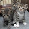 Small striped kittens