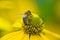 small stripped bee worker collects honey on a rudbeckia flower pollen