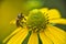 small stripped bee worker collects honey on a rudbeckia flower pollen