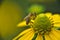 small stripped bee worker collects honey on a rudbeckia flower pollen