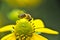 small stripped bee worker collects honey on a rudbeckia flower pollen