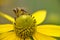 small stripped bee worker collects honey on a rudbeckia flower pollen