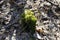 A small stump covered with green moss.