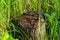 a small stump in the tall grass