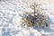 Small stunted pine tree growing on snow