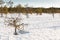 Small stunted pine trees growing on a snow covered Nordic bog.