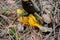 A small sturdy orange yellow chanterelle mushroom grows in wet mosses.