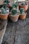 Small succulent, cactus, pot plants decorative on old wood table with morning warm light