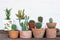 Small succulent, cactus, pot plants decorative on old wood table with morning warm light