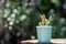 Small succulent, cactus, pot plants decorative on old wood table with morning warm light