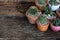 Small succulent, cactus, pot plants decorative on old wood table with morning warm light