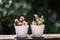 Small succulent, cactus, pot plants decorative on old wood table with morning warm light