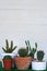 Small succulent, cactus, pot plants decorative on old wood table with morning warm light