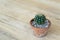 Small succulent, cactus, pot plants decorative on old wood table with morning warm light