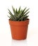 Small succulent plant