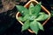 Small succulent plant agava with drops of water in orange pot