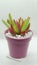 Small succulent plant in a cyan pot