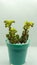 Small succulent plant in a cyan pot