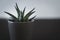 Small succulent plant in a grey pot