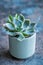Small succulent plant in pot. Houseplant in flowerpot on a table. Generative AI