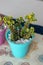 Small succulent plants in a cyan pot