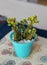 Small succulent plants in a cyan pot