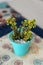 Small succulent plants in a cyan pot